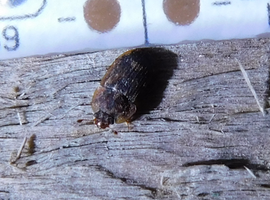 Soronia grisea - pettyegetett fénybogár