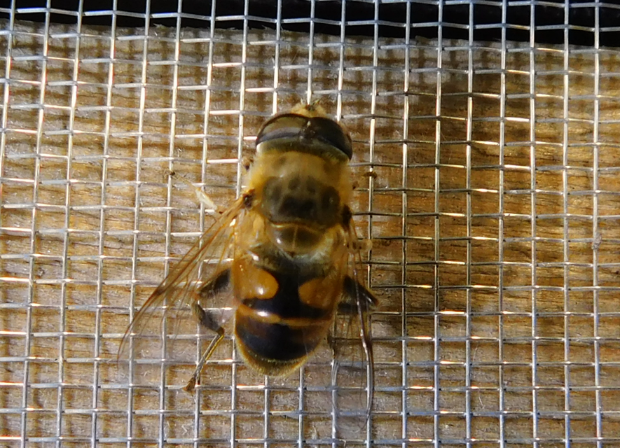 Eristalis tenax - közönséges herelégy