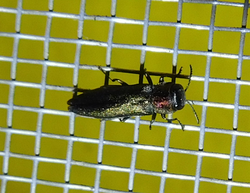 Agrilus auricollis - szil-karcsúdíszbogár