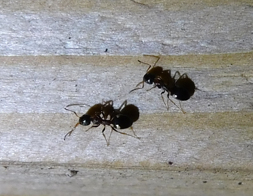 Dolichoderus quadripunctatus - négypettyes erdeihangya