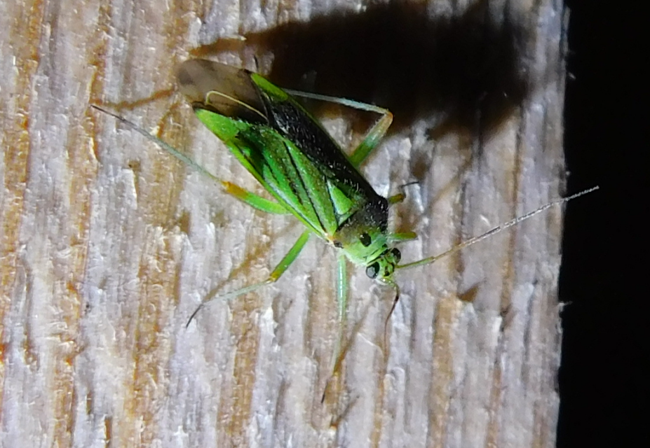 Mermitelocerus schmidtii