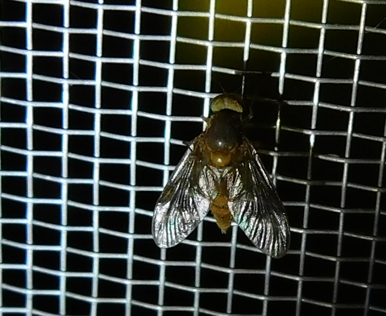 Rhagionidae - kószalégyfélék