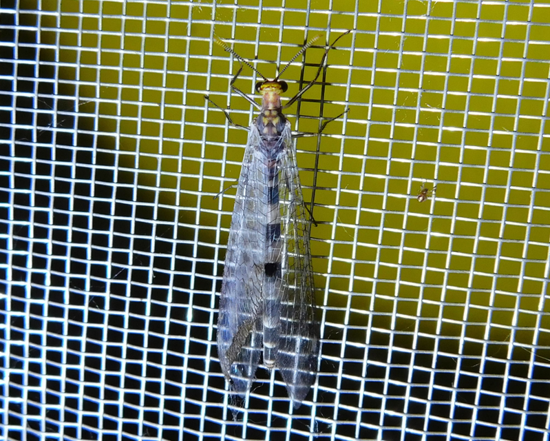 Megistopus flavicornis - kétfoltos hangyaleső