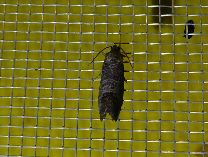 Cydia pomonella - almamoly