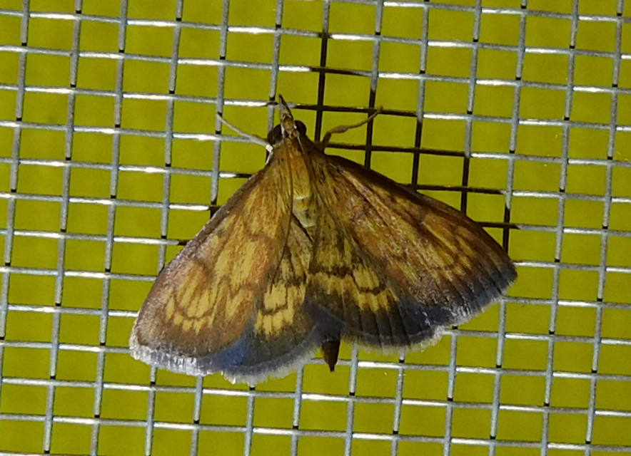 Ecpyrrhorrhoe rubiginalis - rozsdavörös tűzmoly