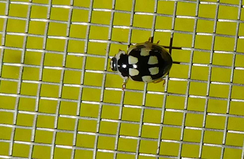 Propylea quatuordecimpunctata - tizennégypettyes füsskata