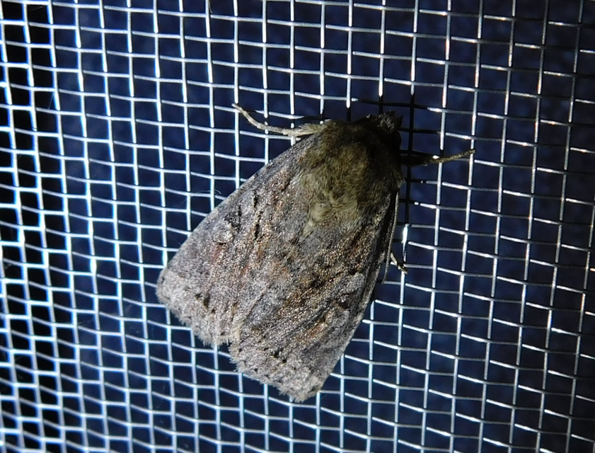 Apterogenum ypsillon - ipszilon-erdeibagoly