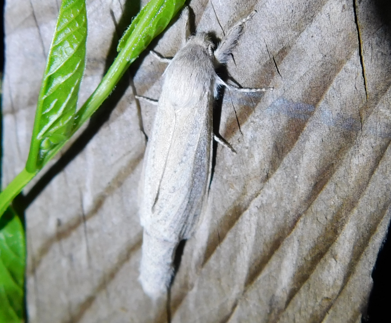 Phragmataecia castaneae - nádfúrólepke