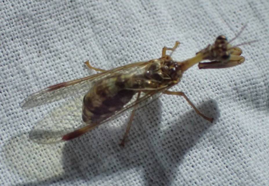 Mantispa styriaca - kétszínű fogólábú-fátyolka