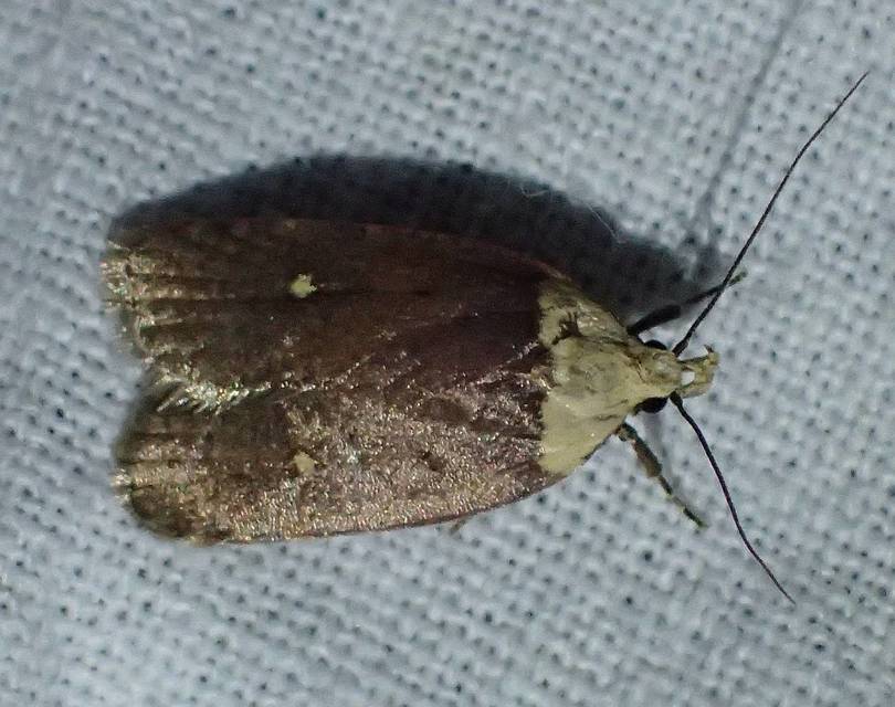 Agonopterix furvella - ezerjófű-laposmoly