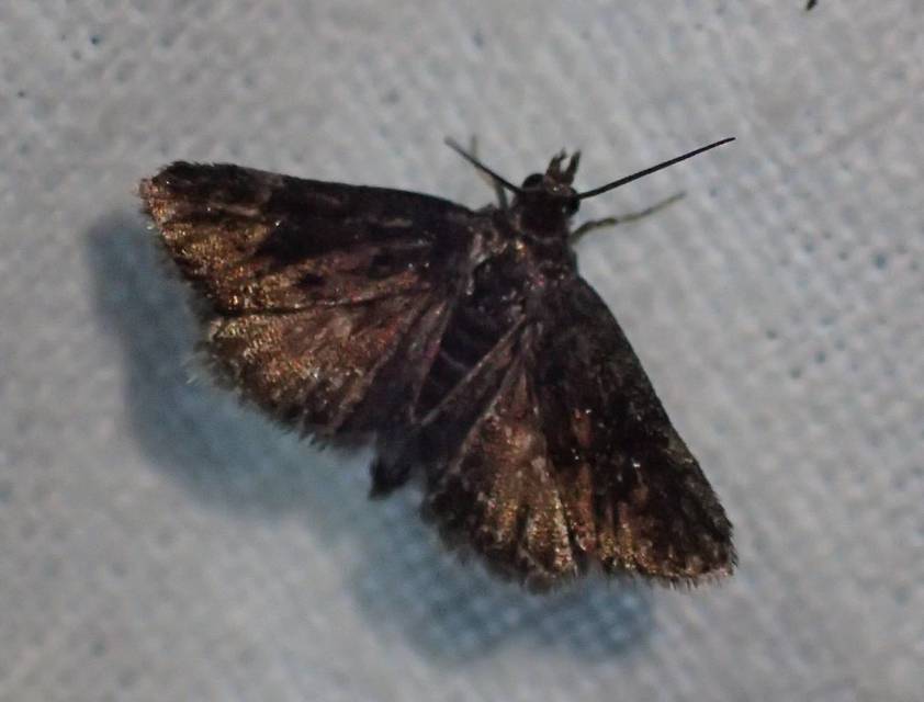 Heliothela wulfeniana - fényes kormosmoly