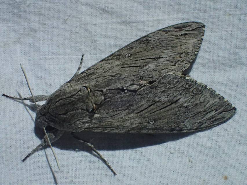 Agrius convolvuli - szulákszender