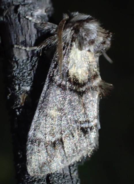 Drymonia velitaris - hegyi púposszövő