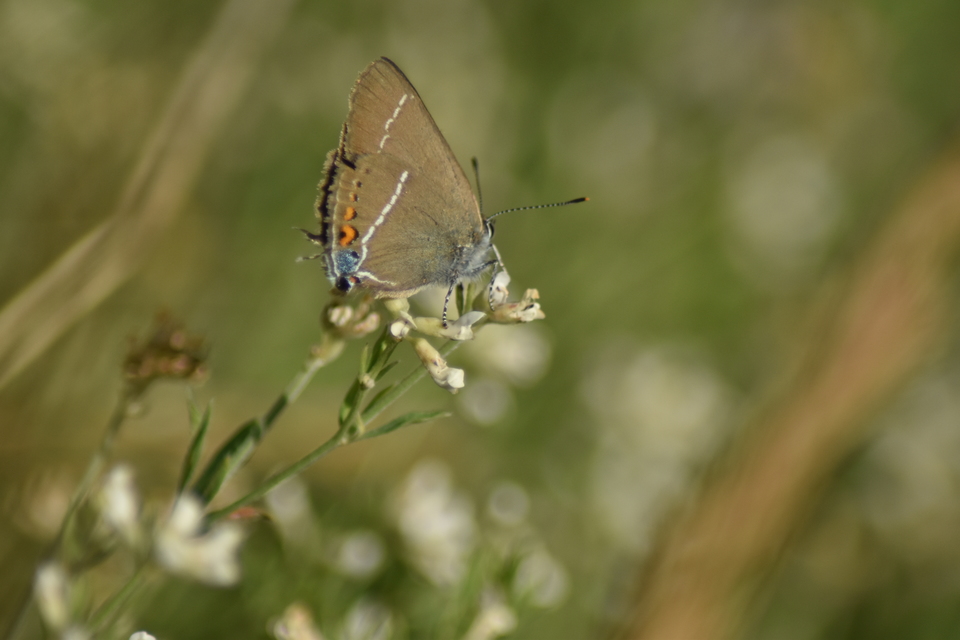 Satyrium spini - kökény-csücsköslepke