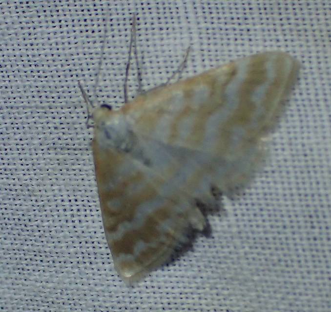 Idaea sericeata - selymes sávosaraszoló