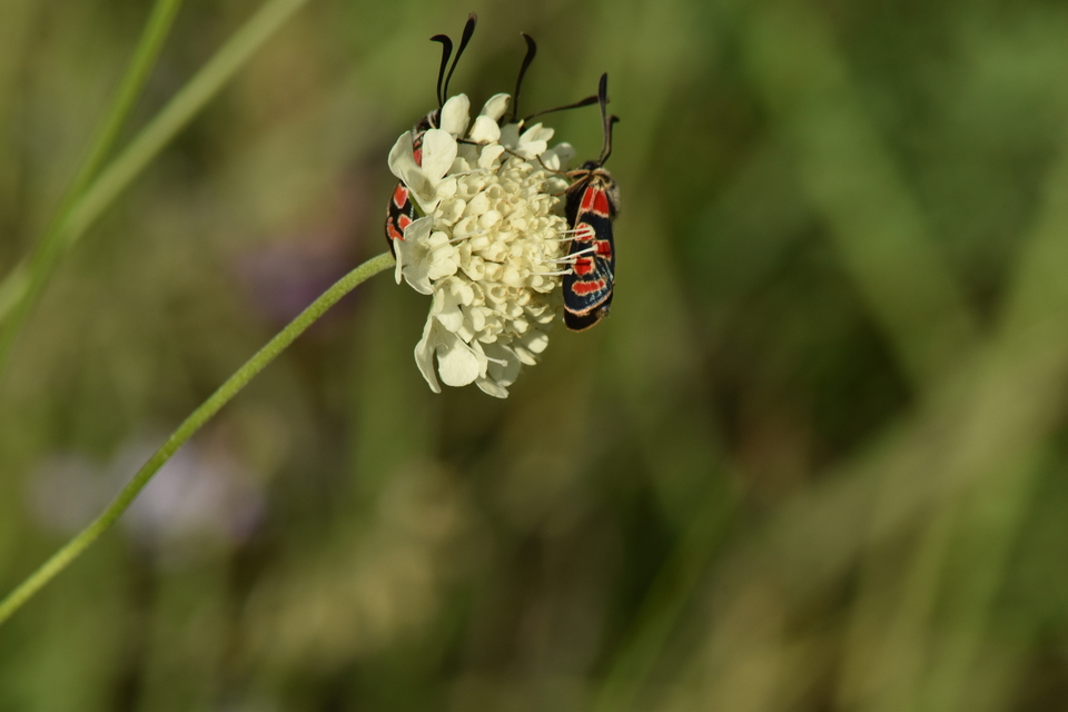 Zygaena carniolica - fehérgyűrűs csüngőlepke