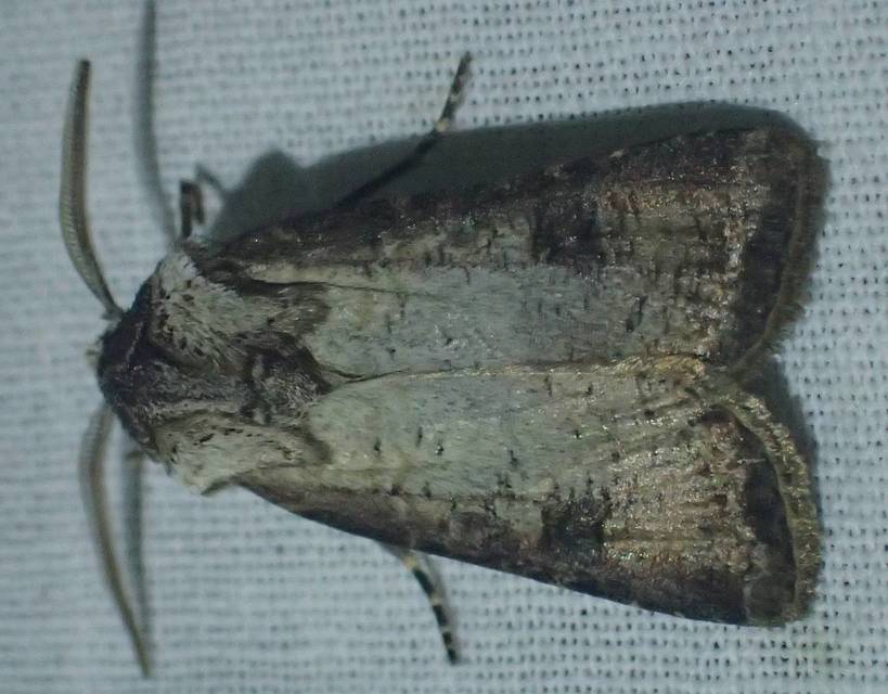 Agrotis clavis - zömök földibagoly