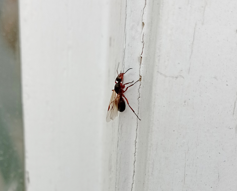 Formica pratensis - réti vöröshangya