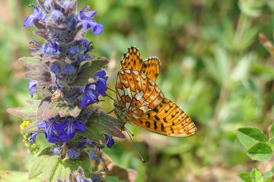 Boloria euphrosyne - árvácska-gyöngyházlepke
