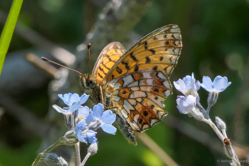 Boloria selene - fakó gyöngyházlepke