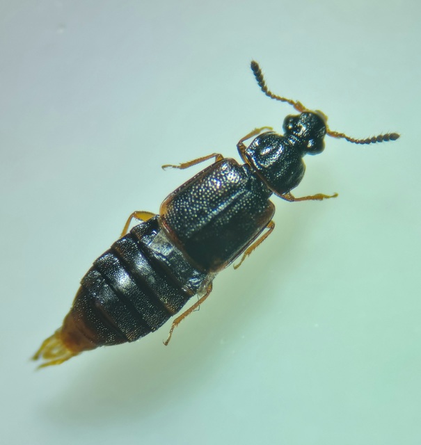 Omalium rivulare - gödörkés barázdásholyva