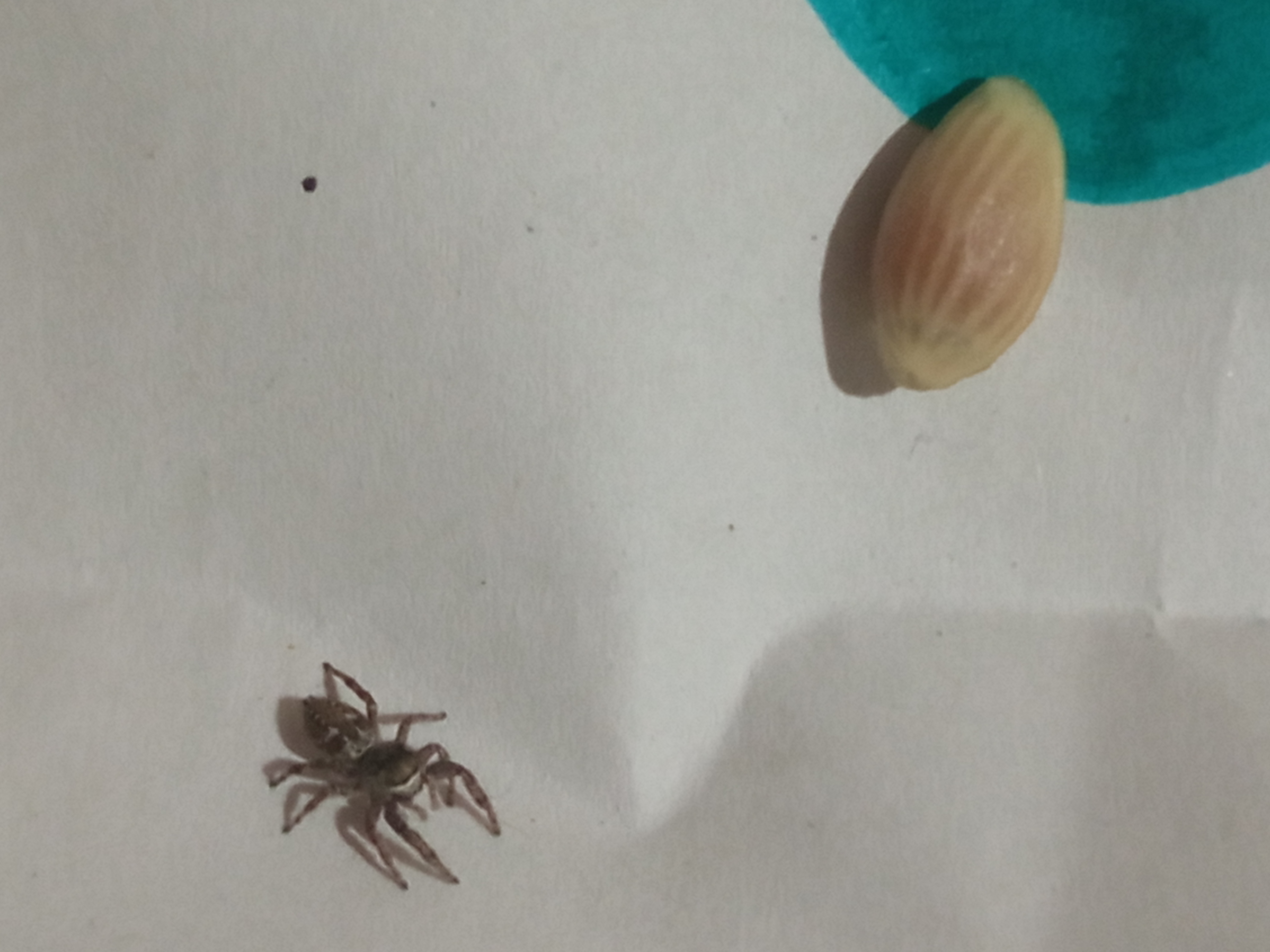 Dendryphantes rudis - fenyő ugrópók
