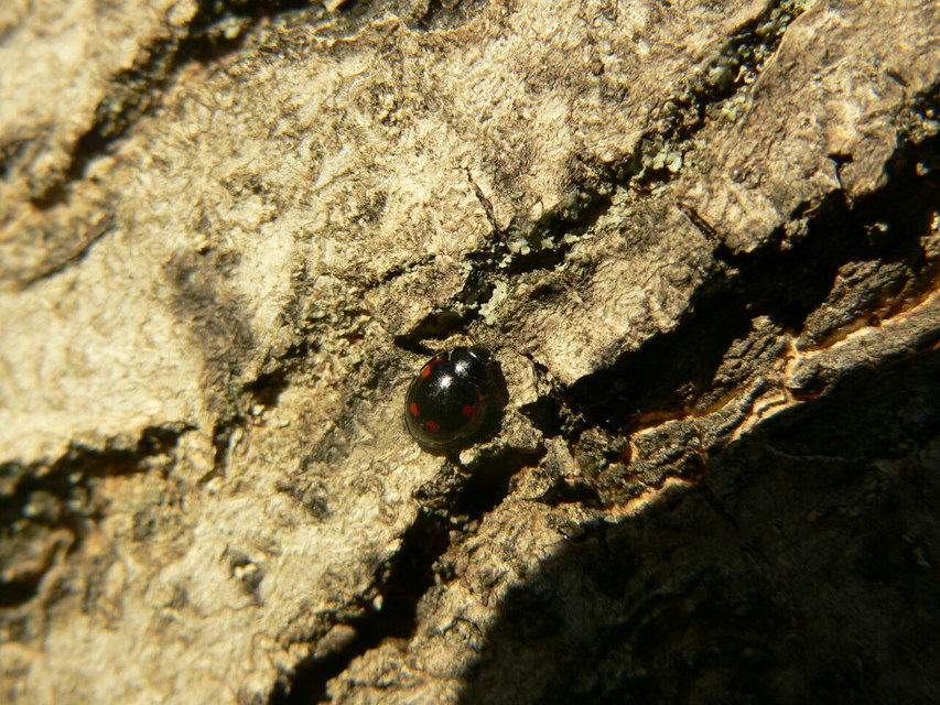 Exochomus quadripustulatus - négyfoltos szerecsenkata