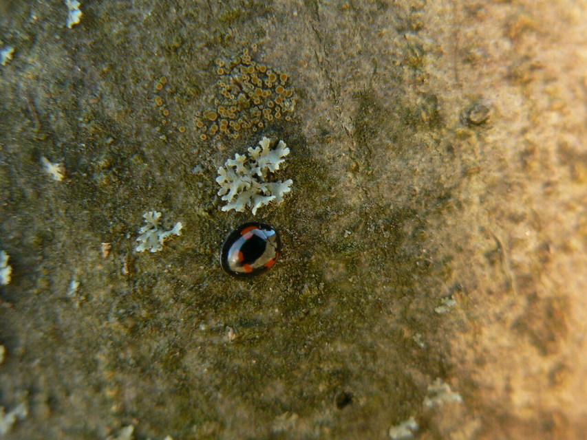 Exochomus quadripustulatus - négyfoltos szerecsenkata