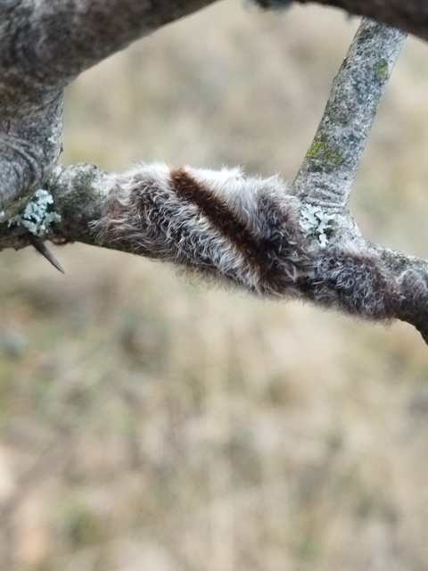 Eriogaster catax - sárga gyapjasszövő