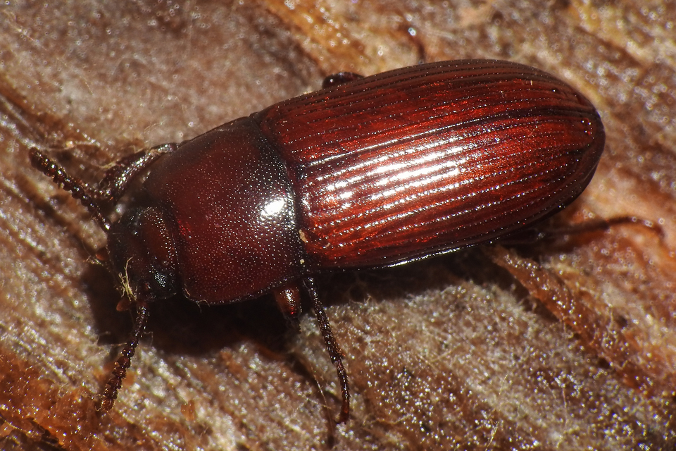 Uloma culinaris - nagy rágványbogár