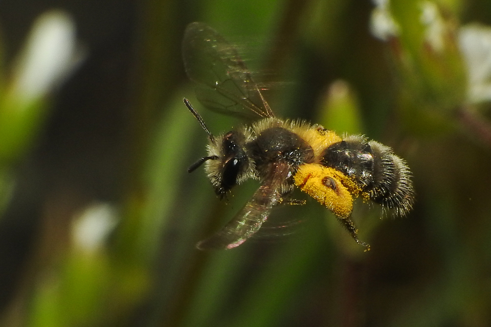 Andrena