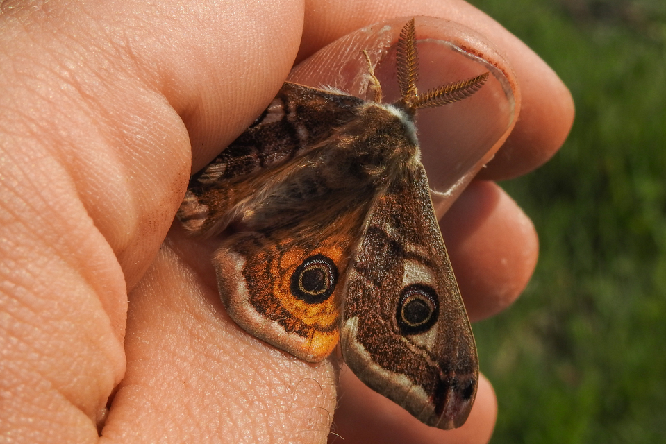 Saturnia pavoniella/pavonia