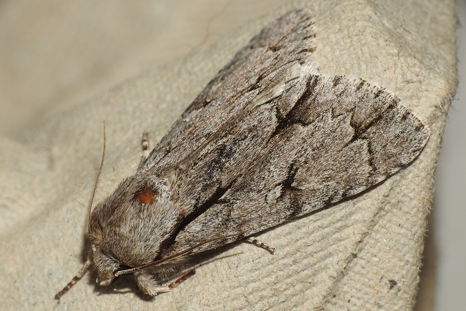 Acronicta cuspis/tridens/psi