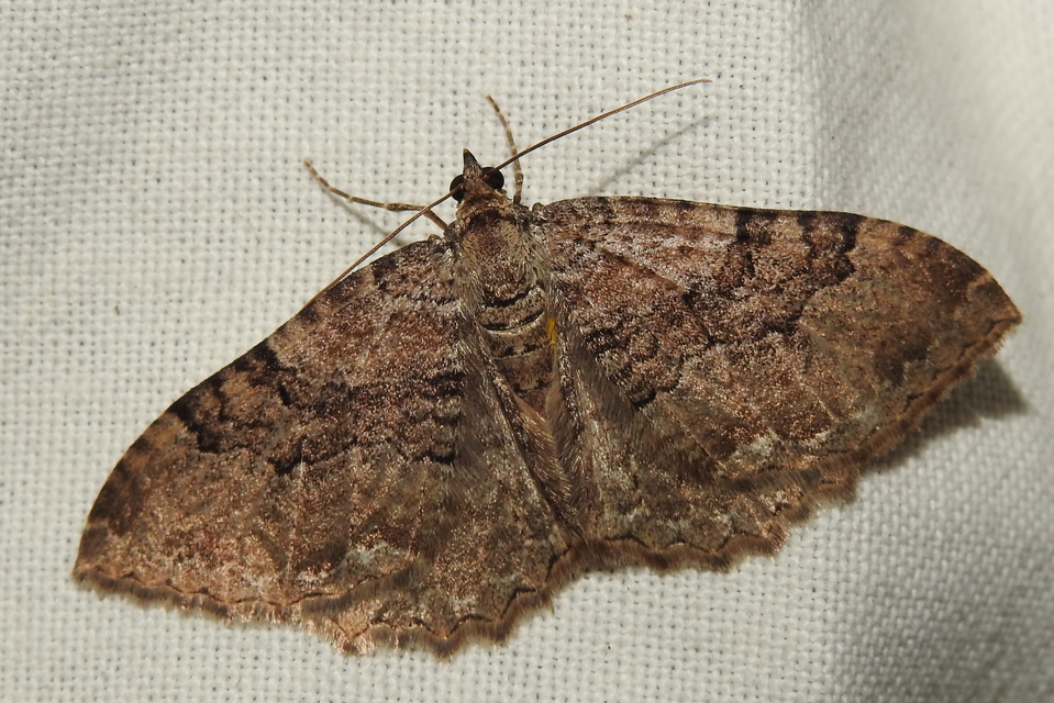 Hydria cervinalis - őzbarna araszoló