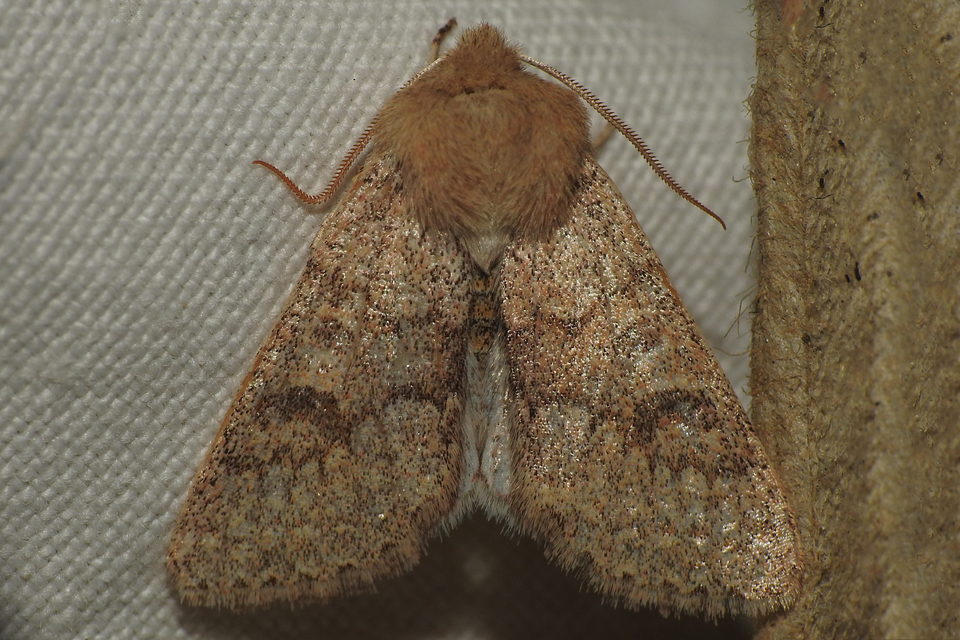 Orthosia miniosa - sárgás barkabagoly