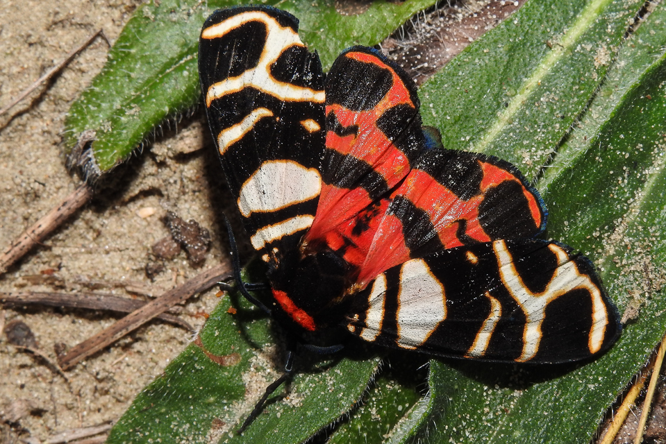 Arctia festiva - díszes medvelepke