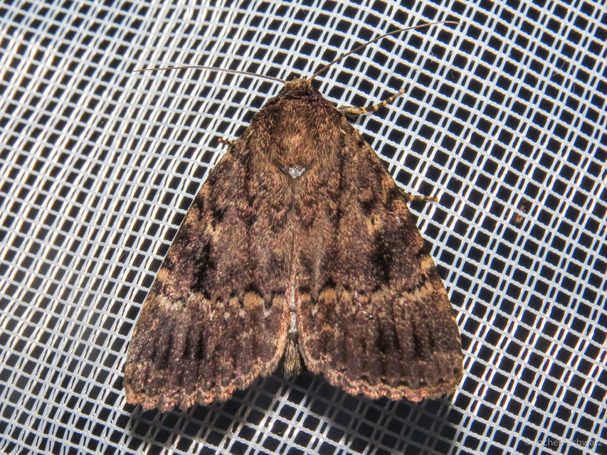 Amphipyra berbera/pyramidea