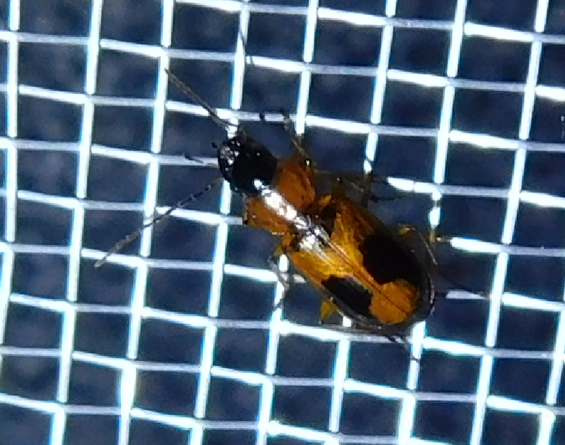 Badister meridionalis - közönséges posványfutonc