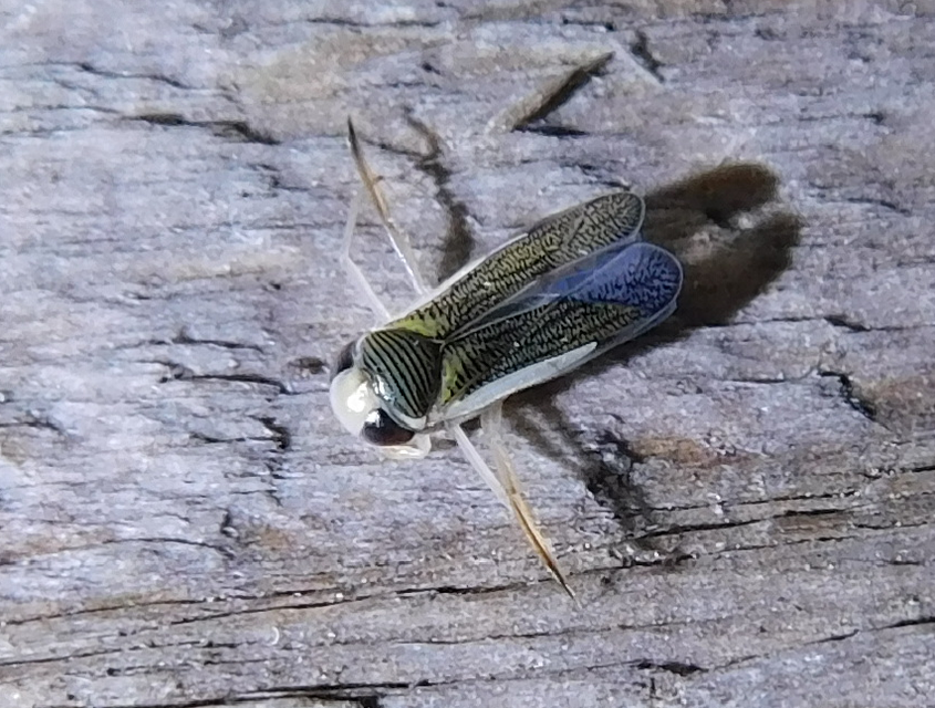 Corixidae - búvárpoloskák Corixidae - búvárpoloskák