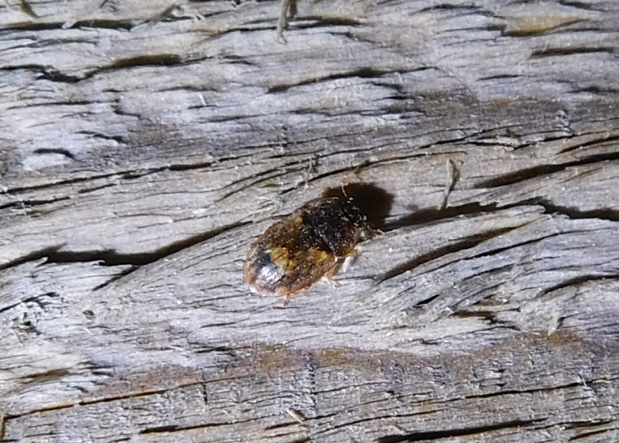 Soronia grisea - pettyegetett fénybogár