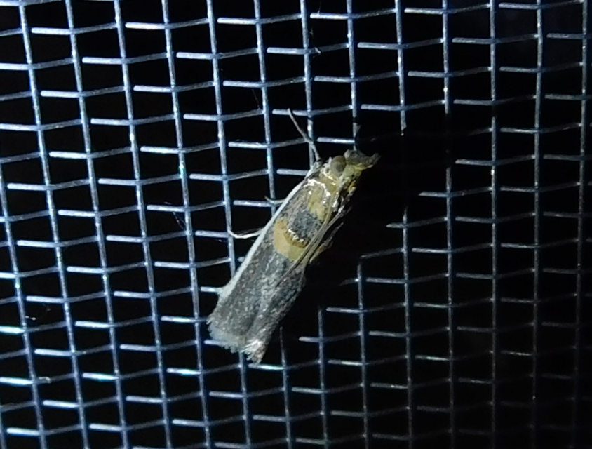 Etiella zinckenella - akácmoly