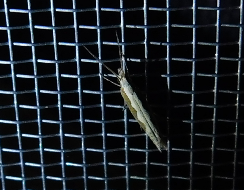 Plutella xylostella - káposztamoly