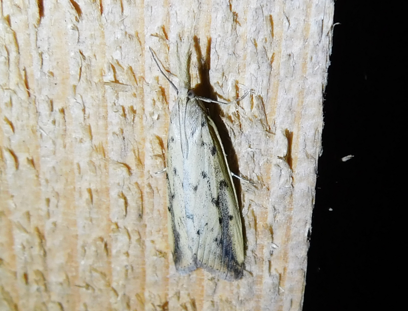 Schoenobius gigantella - óriás nádfúrómoly