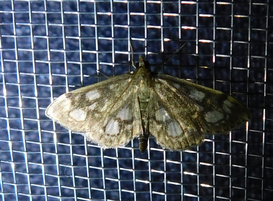 Anania coronata - koronás dudvamoly