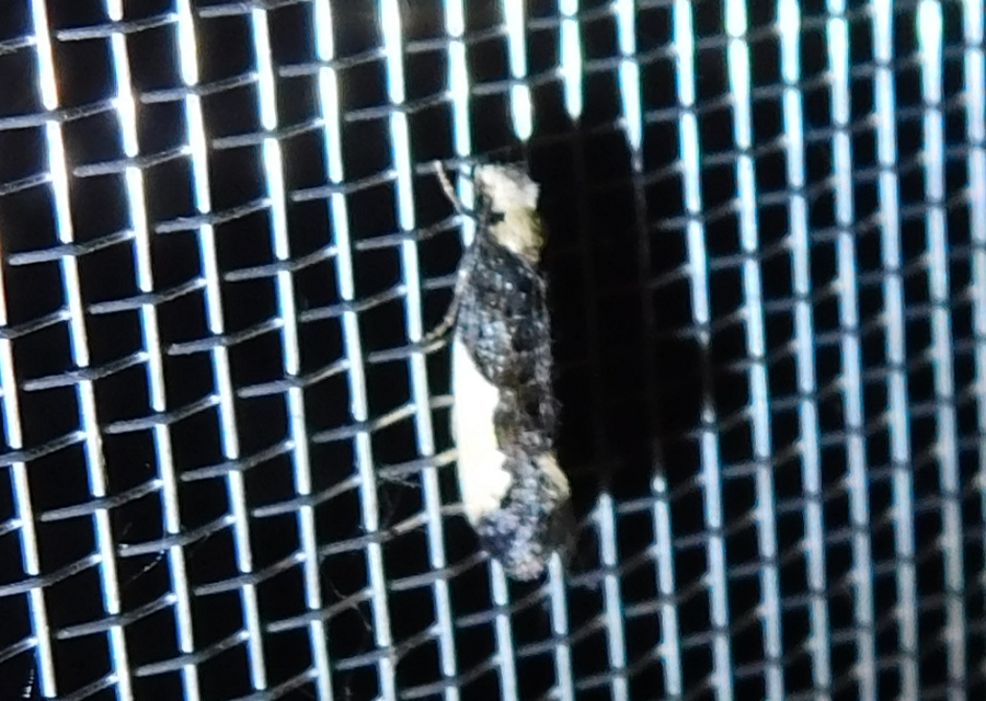 Monopis monachella - apácamoly