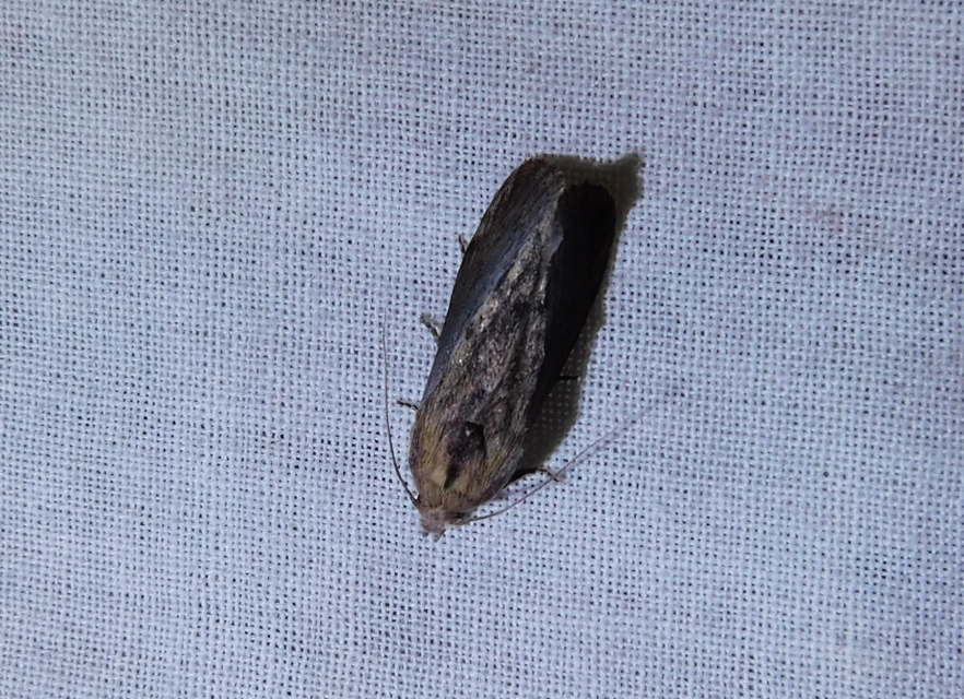 Galleria mellonella - nagy viaszmoly