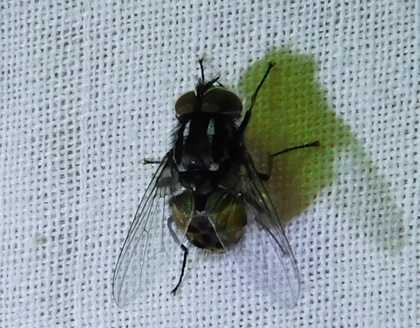 Graphomya