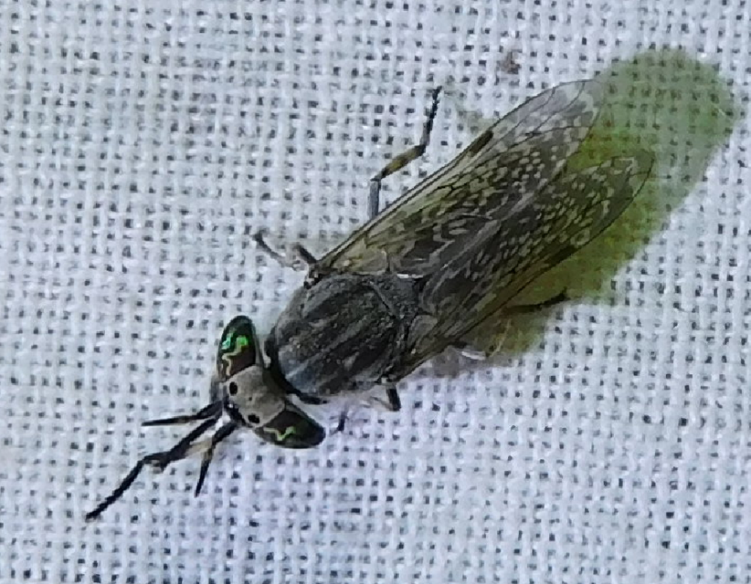 Haematopota