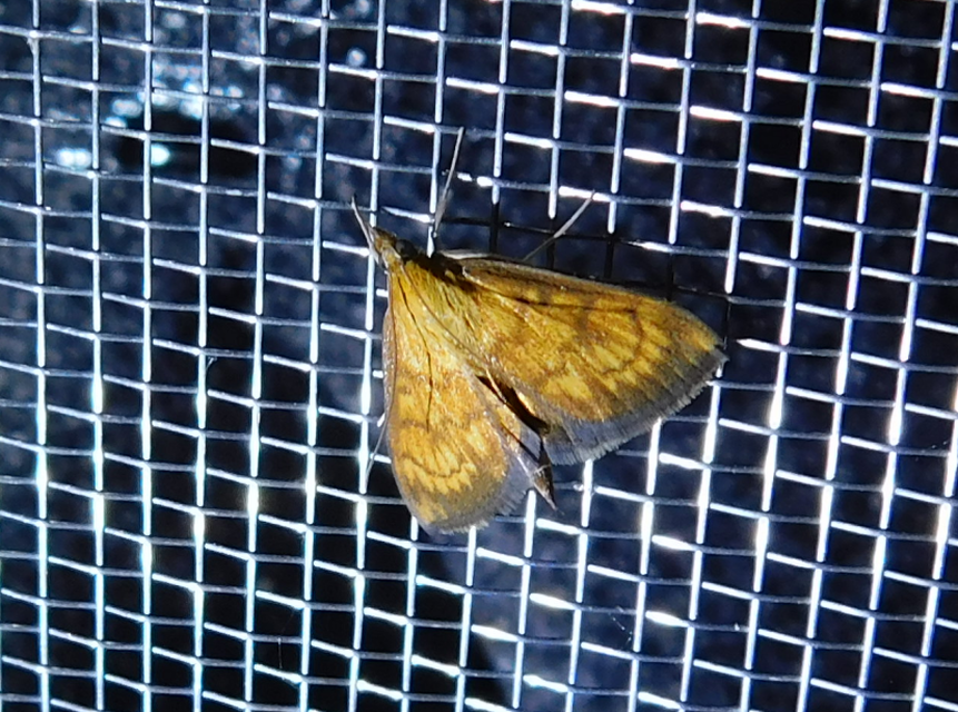 Ecpyrrhorrhoe rubiginalis - rozsdavörös tűzmoly