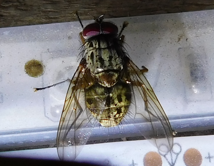 Muscidae - igazi legyek
